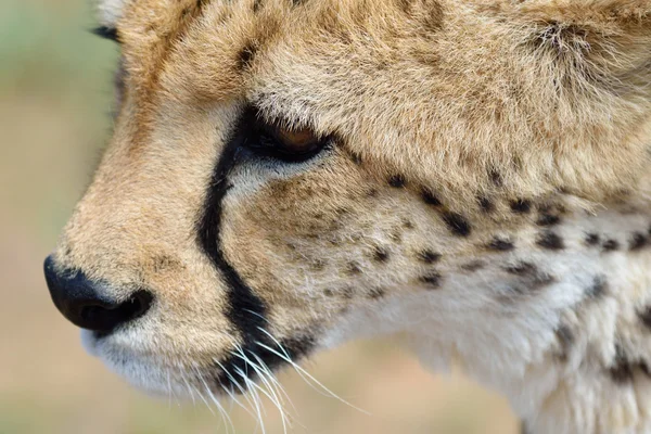 África. Namíbia. Cheetah... — Fotografia de Stock