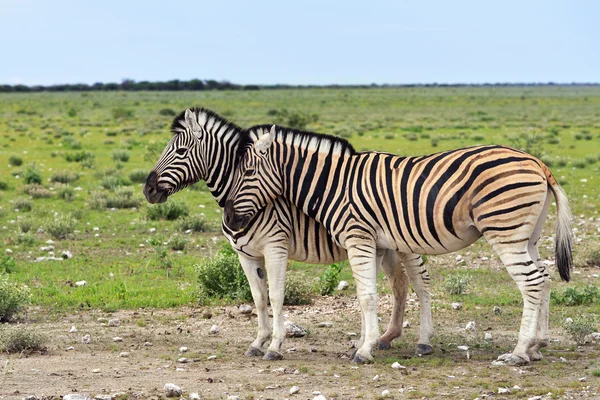 Zebra in Etosha, Namibia — Stock Photo, Image