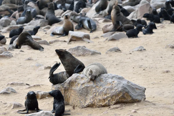 Phoques à fourrure du Cap sur Cape Cross, Namibie — Photo