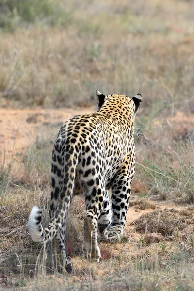 Afrika. Namibya. leopar — Stok fotoğraf