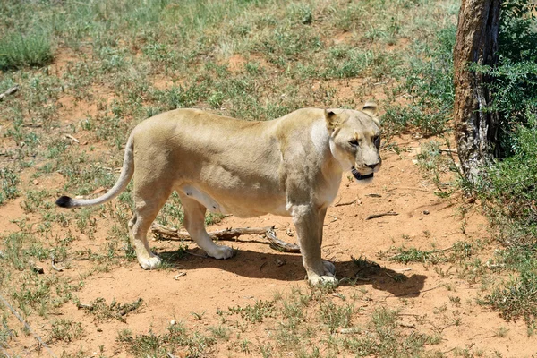 Dişi aslan, Namibya, Afrika — Stok fotoğraf