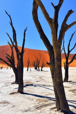Deadvlei, Sossusvlei. Namibya