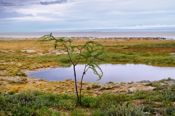 Namíbia, África, savana ao nascer do sol — Fotografia de Stock