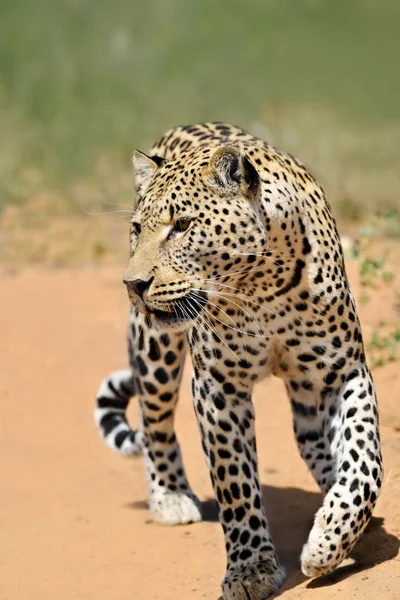 África. Namíbia. leopardo — Fotografia de Stock