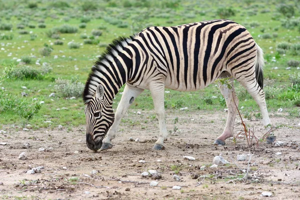 Zebra in Etosha, Namibia — Stock Photo, Image