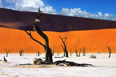 Deadvlei, Sossusvlei. Namibya