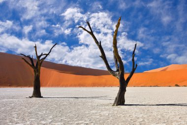 Deadvlei, Sossusvlei. Namibya