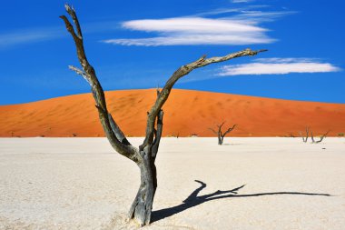 Deadvlei, Sossusvlei. Namibya