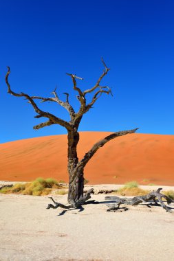 Deadvlei, Sossusvlei. Namibya