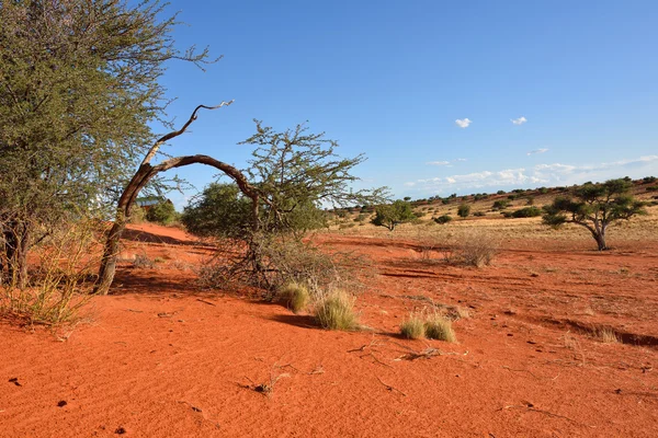 喀拉哈里沙漠纳米比亚 — 图库照片