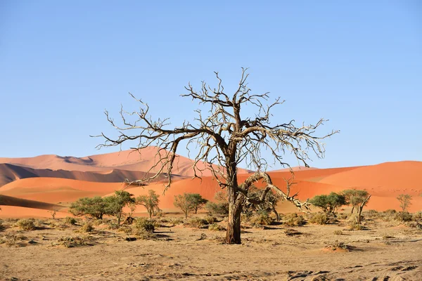 Parc national Namib-Naukluft, Namibie, Afrique — Photo