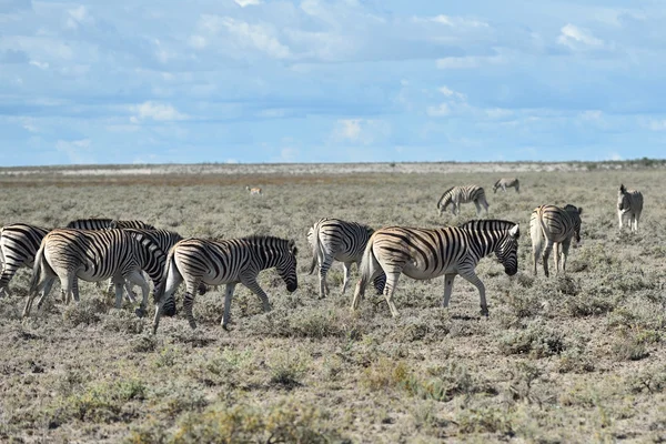Cebras en Etosha, Namibia — Foto de Stock