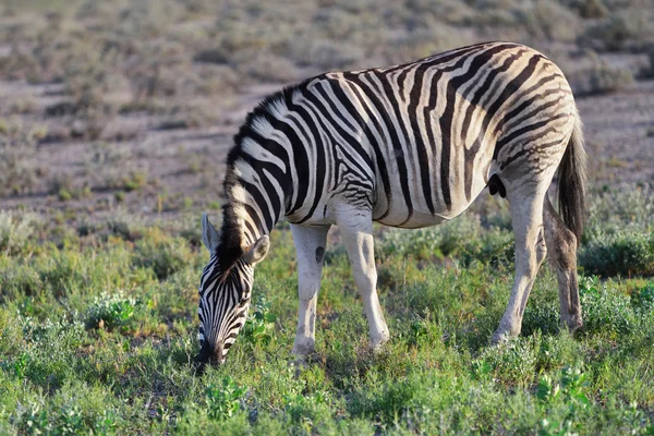 Zebra w Etosha, Namibia — Zdjęcie stockowe