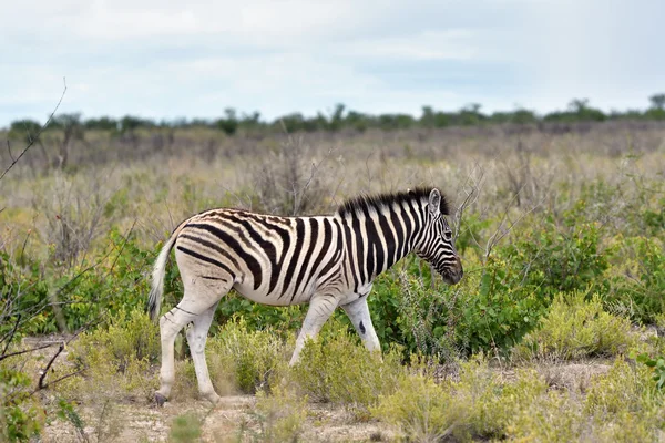 Zebra in Etosha, Namibia — Stock Photo, Image
