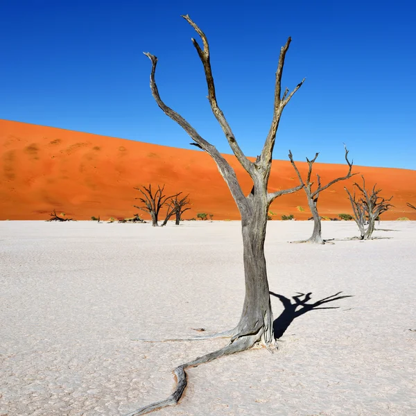 Deadvlei, Sossusvlei. Namibia — Stock Photo, Image