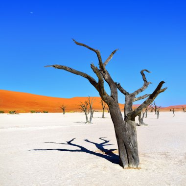 Deadvlei, Sossusvlei. Namibya