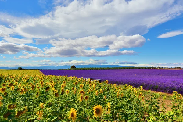 Landsbygdens landskap i Provence, Frankrike — Stockfoto