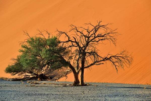 Sossusvlei, Namib Naukluft National Park, Namibia — Foto Stock