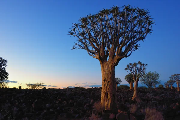 Toulec Les Namibie — Stock fotografie