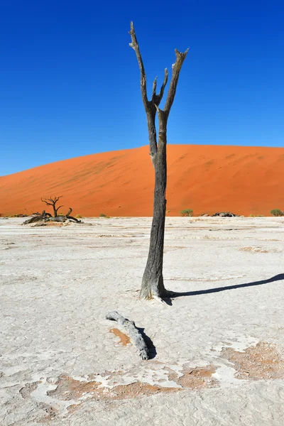 SOSSUSVLEI. Namib-Naukluft Nationaal Park — Stockfoto