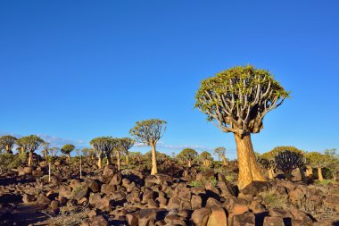 Titreme ağaç orman Namibya 