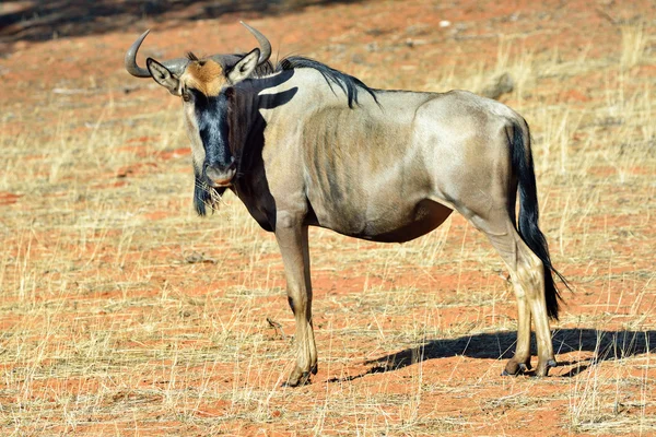 Blue wildebeest antelope — Stock Photo, Image