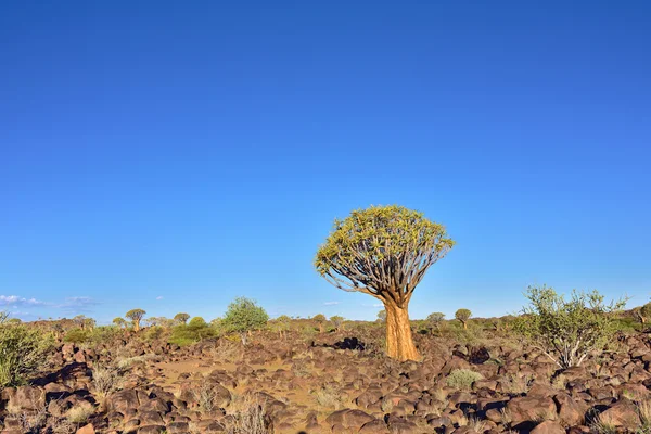 Quiver Tree Forest Namíbia — Fotografia de Stock