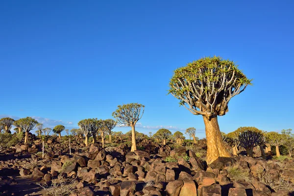 Titreme ağaç orman Namibya 
