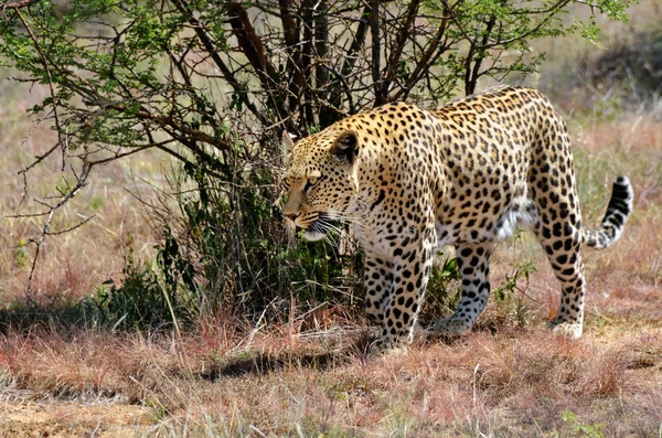 África. Namíbia. leopardo — Fotografia de Stock