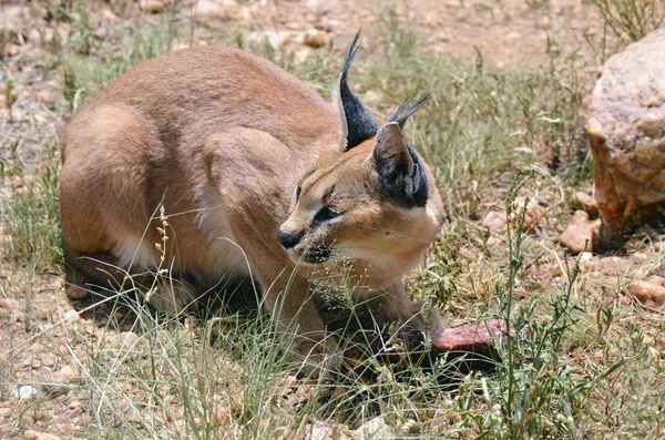 Caracal in namibia, afrika — Stockfoto