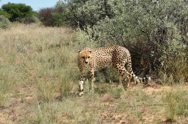 África. Namíbia. Cheetah... — Fotografia de Stock