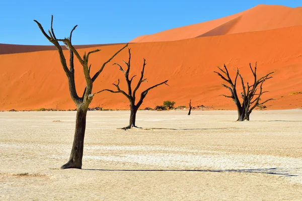 Parque Nacional Namib-Naukluft, Namibia, África . — Foto de Stock