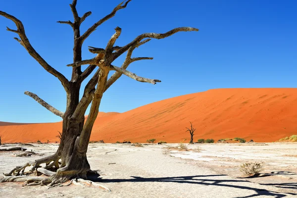 Parco nazionale Namib-Naukluft, Namibia, Africa . — Foto Stock