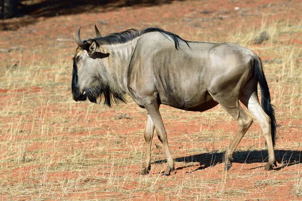 Blue wildebeest αντιλόπη, Ναμίμπια — Φωτογραφία Αρχείου