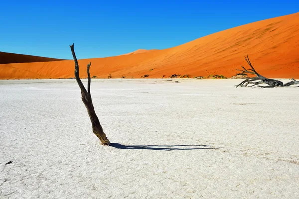 Parque Nacional Namib-Naukluft, Namibia, África . — Foto de Stock