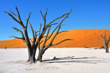 Deadvlei, Sossusvlei. Namibya