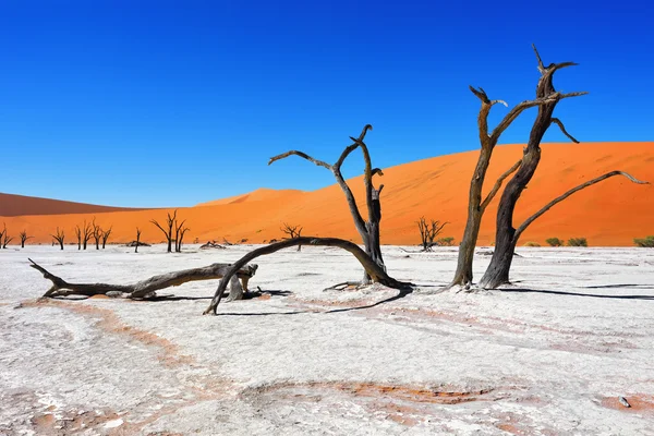 Deadvlei, Sossusvlei. Namibya