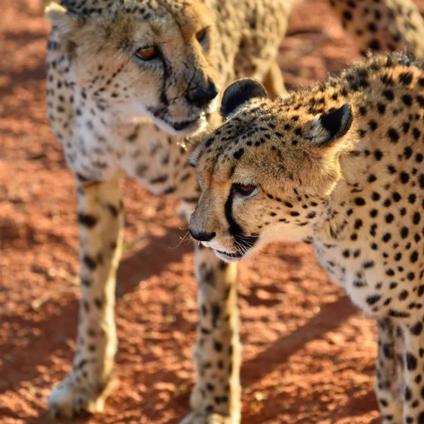 Africa. Namibia. gheparzi — Fotografie, imagine de stoc