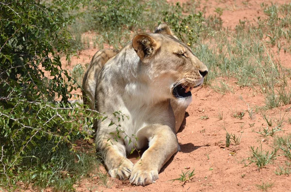 Leone, Namibia, Africa — Foto Stock