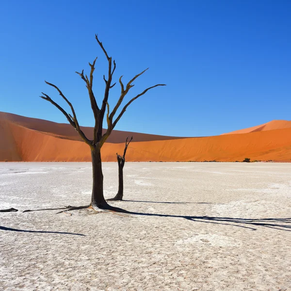 Deadvlei, Σοσουσβλάι. Ναμίμπια — Φωτογραφία Αρχείου