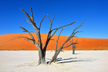 Deadvlei, Sossusvlei. Namibya