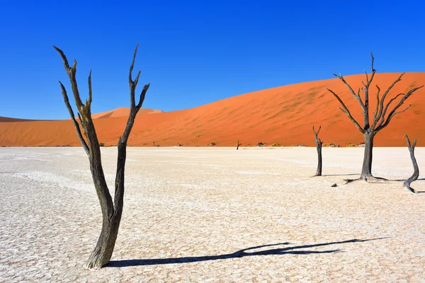 Deadvlei, Sossusvlei. Namibya