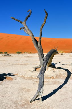Deadvlei, Sossusvlei. Namibya