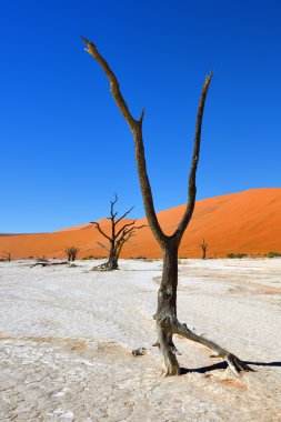Deadvlei, Sossusvlei. Namibya