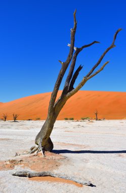 Deadvlei, Sossusvlei. Namibya