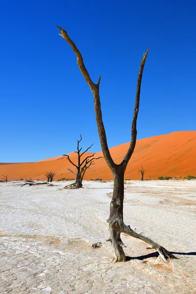 Deadvlei, Sossusvlei. Namibya