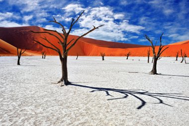 Deadvlei, Sossusvlei. Namibya