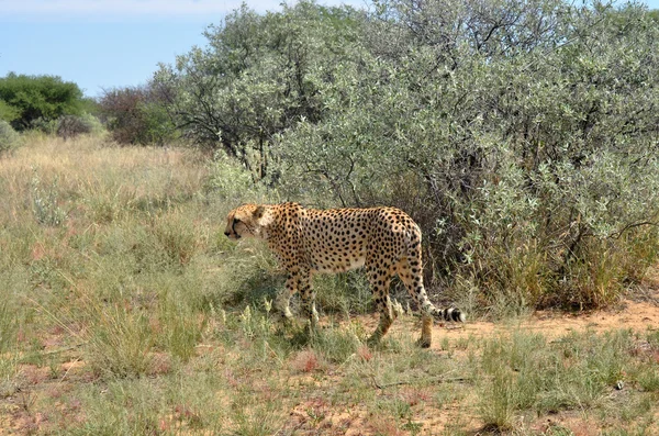 Afrika. Namibya. Çita — Stok fotoğraf