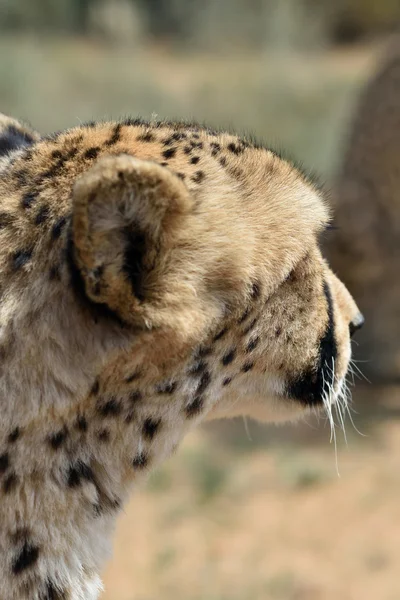 L'Afrique. Namibie. Guépard — Photo