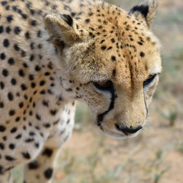 Afrika. Namibya. Çita — Stok fotoğraf